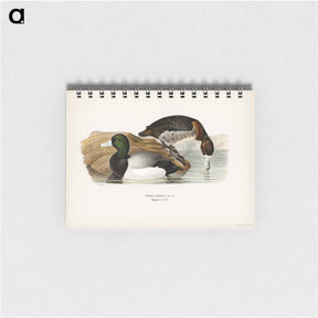 アートメモ帳-Greater Scaup
 - スヴェンスカ フォグラル Memo.