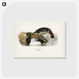 1-19_Svenska-Faglar_postcard