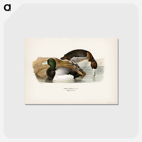 アートポストカード-Greater Scaup
 - スヴェンスカ フォグラル Postcard.