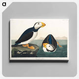 アートパネル-Large billed Puffin from Birds of America
 - アメリカの鳥たち Canvas.