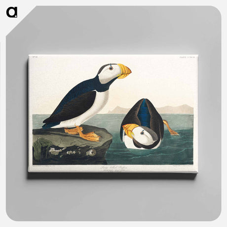 アートパネル-Large billed Puffin from Birds of America
 - アメリカの鳥たち Canvas.