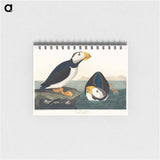 アートメモ帳-Large billed Puffin from Birds of America
 - アメリカの鳥たち Memo.