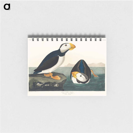 アートメモ帳-Large billed Puffin from Birds of America
 - アメリカの鳥たち Memo.