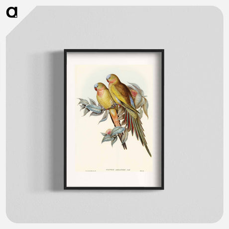 アートポスター-Princess of Wales's Parakeet
 - オーストラリアの鳥 Poster.