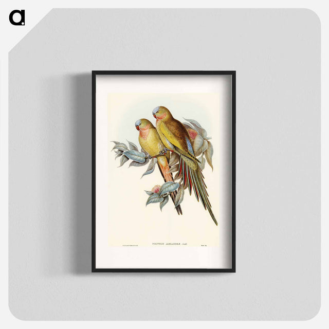 アートポスター-Princess of Wales's Parakeet
 - オーストラリアの鳥 Poster.