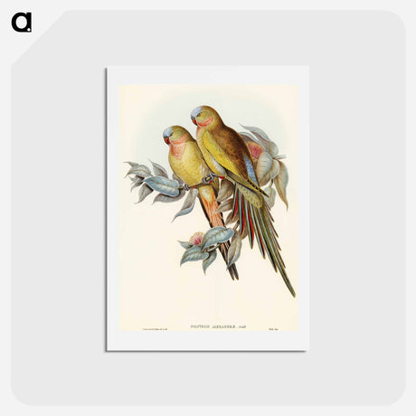 アートポストカード-Princess of Wales's Parakeet
 - オーストラリアの鳥 Postcard.