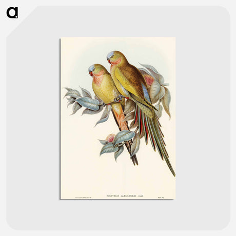 アートポストカード-Princess of Wales's Parakeet
 - オーストラリアの鳥 Postcard.