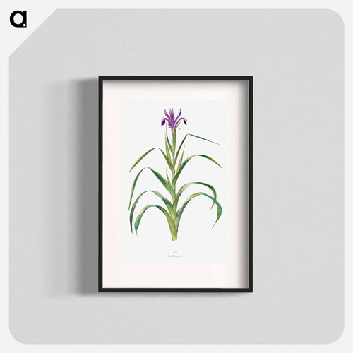 Iris Warleyensis from The genus Iris
 - アヤメ属 Poster.