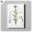 1-19_The-Genus-Iris_canvas