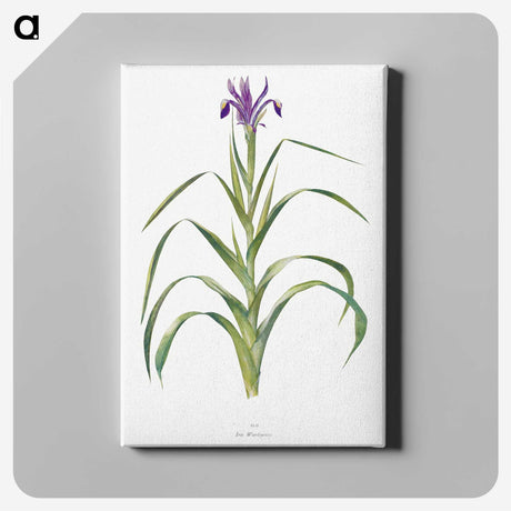 1-19_The-Genus-Iris_canvas