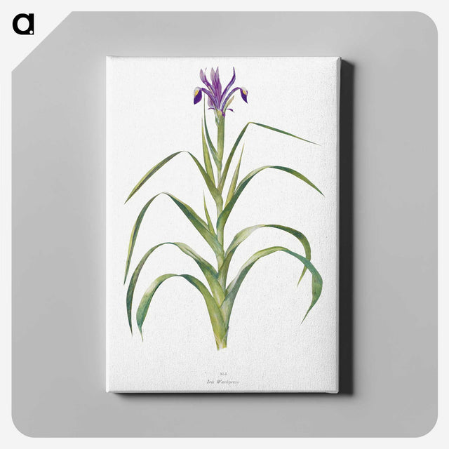 1-19_The-Genus-Iris_canvas