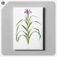 アートパネル-Iris Warleyensis from The genus Iris
 - アヤメ属 Canvas.