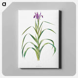 アートパネル-Iris Warleyensis from The genus Iris
 - アヤメ属 Canvas.