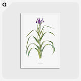 1-19_The-Genus-Iris_hagaki