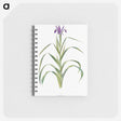 1-19_The-Genus-Iris_memo