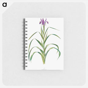 アートメモ帳-Iris Warleyensis from The genus Iris
 - アヤメ属 Memo.