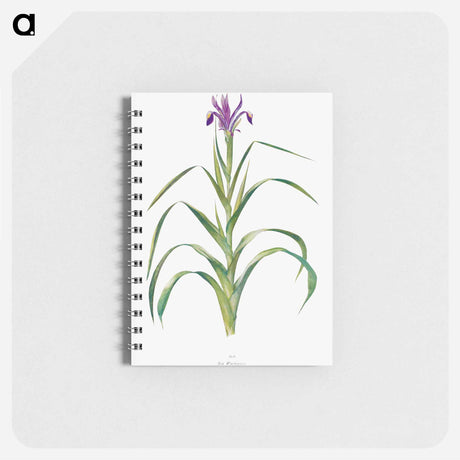 アートメモ帳-Iris Warleyensis from The genus Iris
 - アヤメ属 Memo.