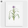 1-19_The-Genus-Iris_picture