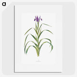 1-19_The-Genus-Iris_picture