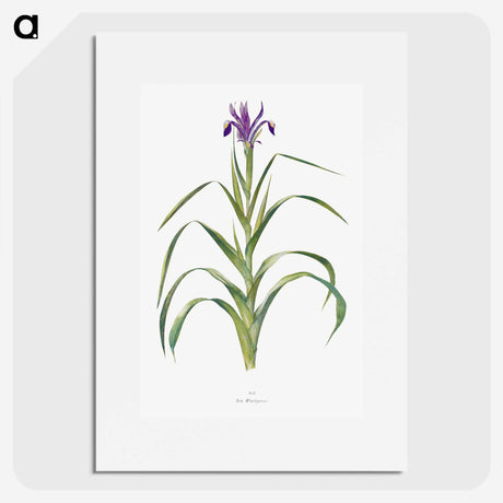 1-19_The-Genus-Iris_picture