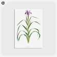 アートポストカード-Iris Warleyensis from The genus Iris
 - アヤメ属 Postcard.