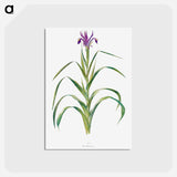 アートポストカード-Iris Warleyensis from The genus Iris
 - アヤメ属 Postcard.