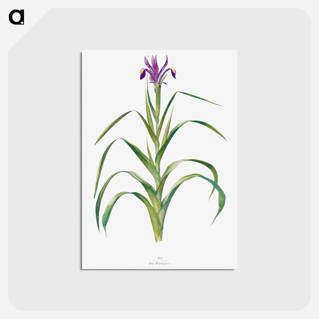 アートポストカード-Iris Warleyensis from The genus Iris
 - アヤメ属 Postcard.