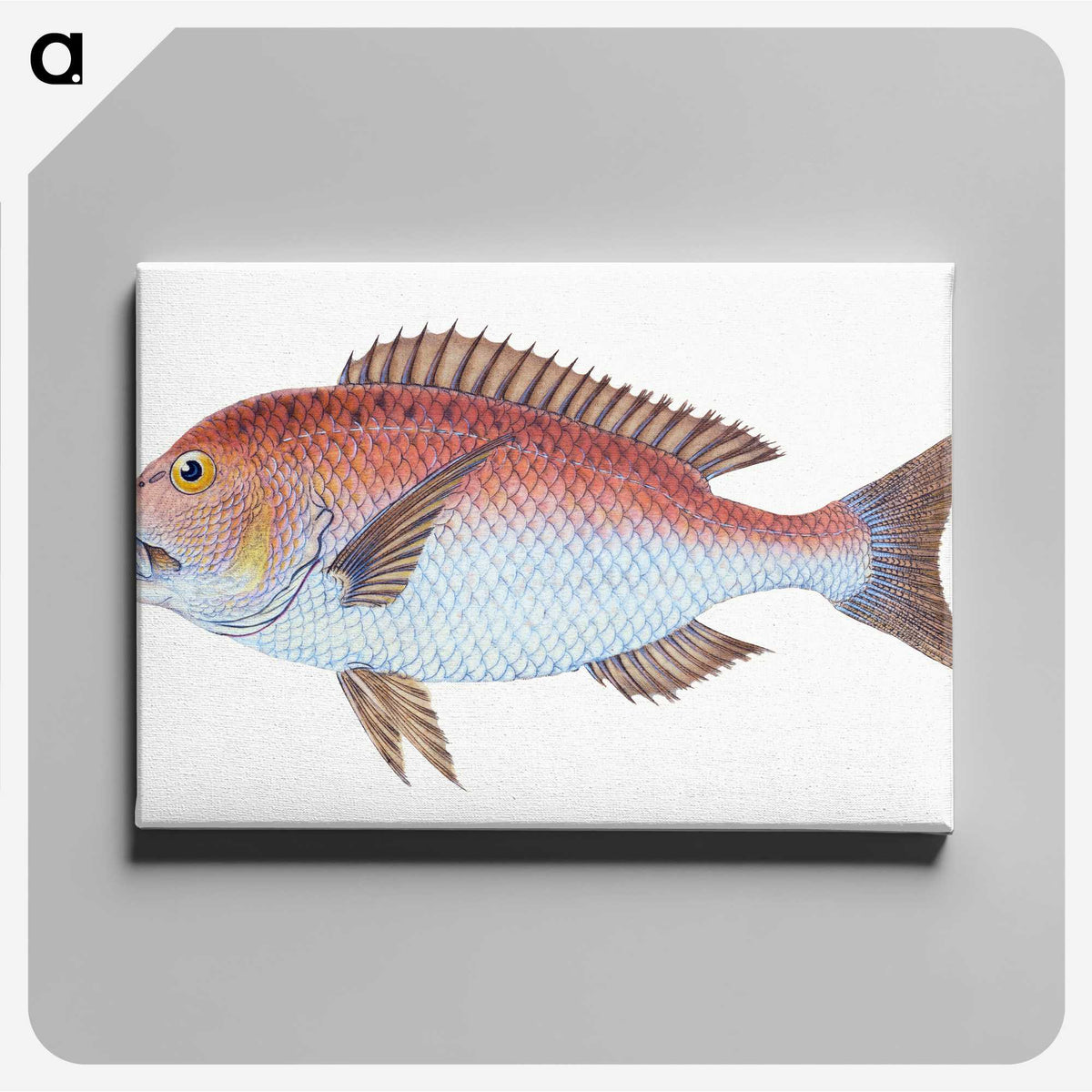 1-19_The-Natural-History-of-British-Fishes_canvas