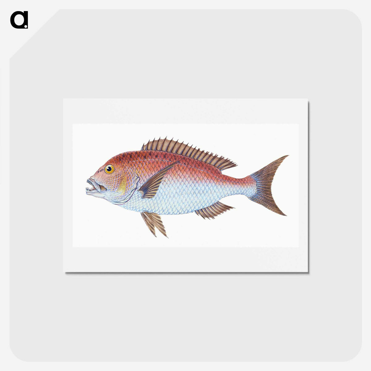 1-19_The-Natural-History-of-British-Fishes_hagaki