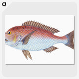 1-19_The-Natural-History-of-British-Fishes_picture-crop