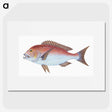1-19_The-Natural-History-of-British-Fishes_picture