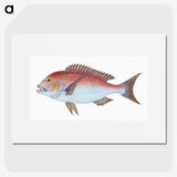 1-19_The-Natural-History-of-British-Fishes_picture