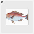 1-19_The-Natural-History-of-British-Fishes_postcard