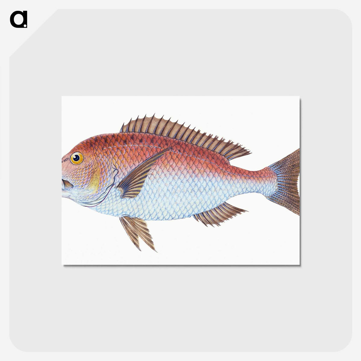 1-19_The-Natural-History-of-British-Fishes_postcard