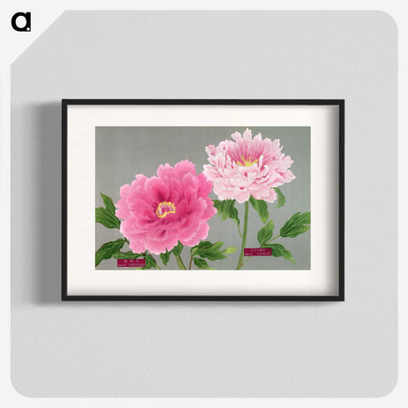 1-19_The-Picture-Book-of-Peonies_blk