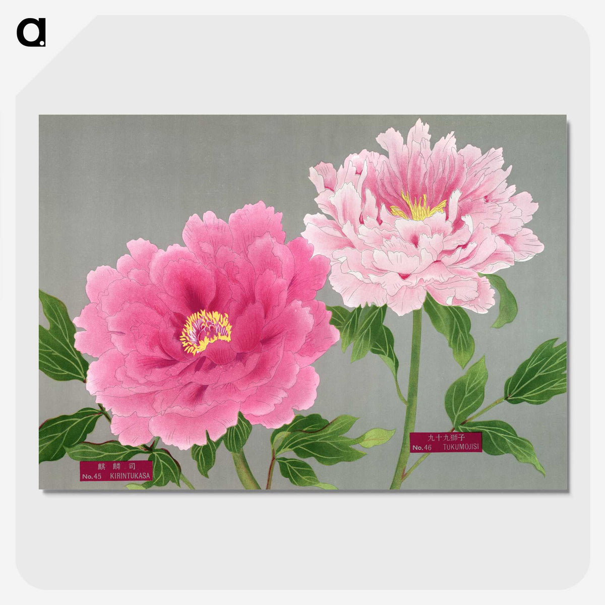 1-19_The-Picture-Book-of-Peonies_picture-crop