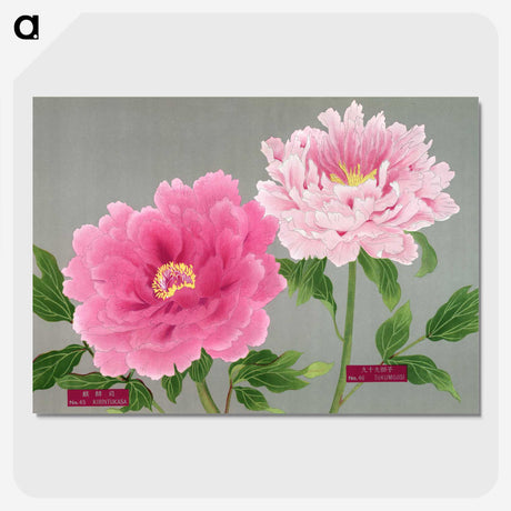 1-19_The-Picture-Book-of-Peonies_picture-crop