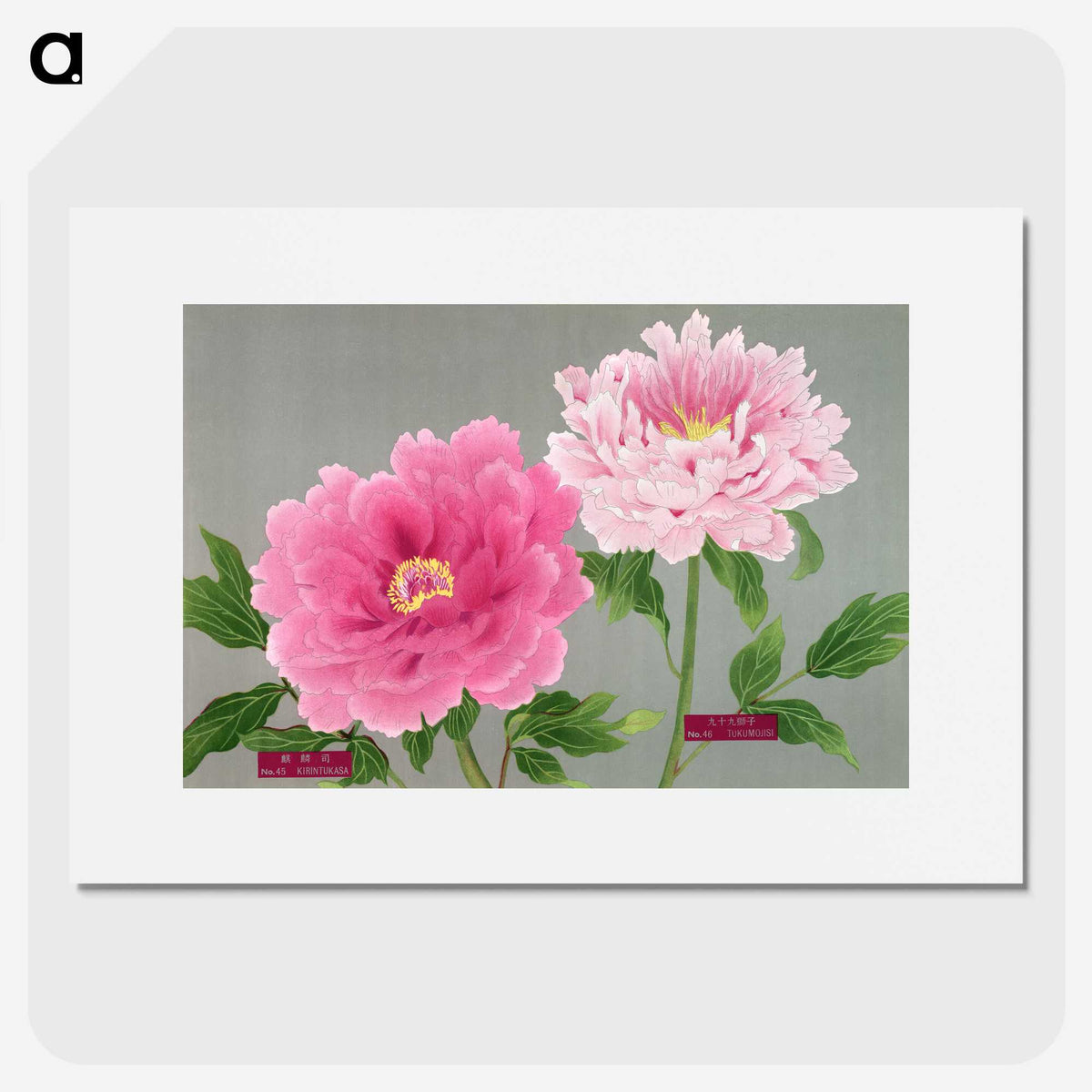 1-19_The-Picture-Book-of-Peonies_picture