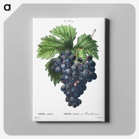1-19_Treatise-on-Trees-and-Shrubs_canvas