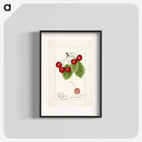 1-19_USDA-Watercolor-Fruit-Painting-Collection_blk