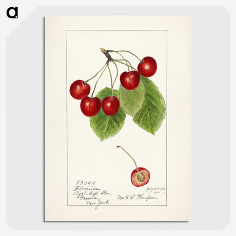 1-19_USDA-Watercolor-Fruit-Painting-Collection_picture-crop