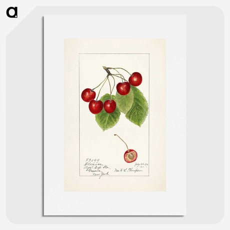 1-19_USDA-Watercolor-Fruit-Painting-Collection_picture