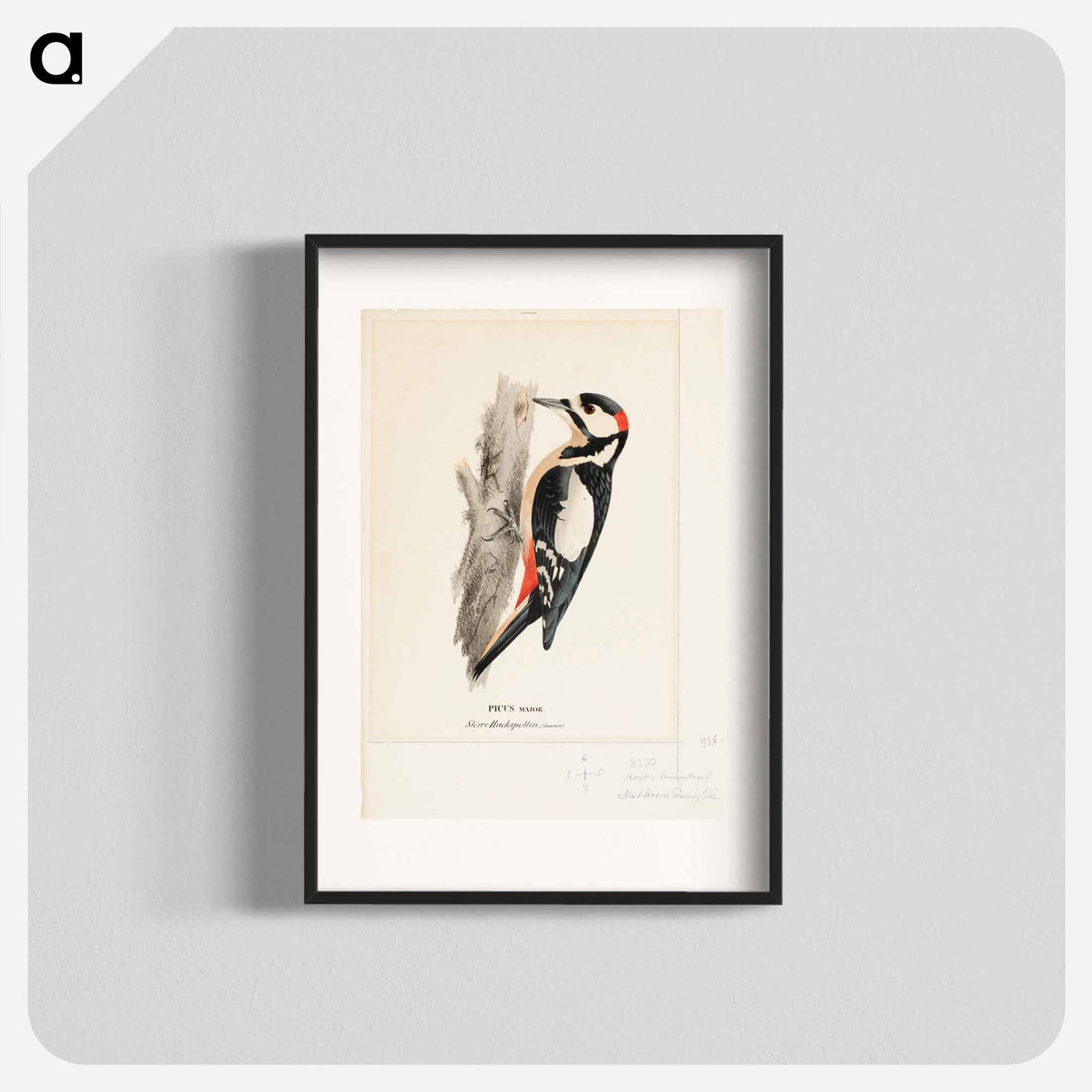 Great spotted woodpecker, male - ヴィルヘルム フォン ライト Poster.