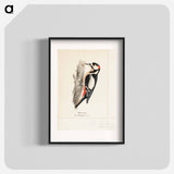 Great spotted woodpecker, male - ヴィルヘルム フォン ライト Poster.