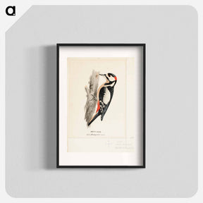 アートポスター-Great spotted woodpecker, male - ヴィルヘルム フォン ライト Poster.