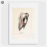 Great spotted woodpecker, male - ヴィルヘルム フォン ライト Poster.