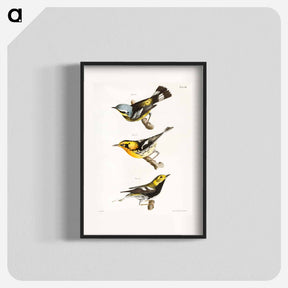 アートポスター-The Spotted Warbler - ニューヨークの動物学 Poster.