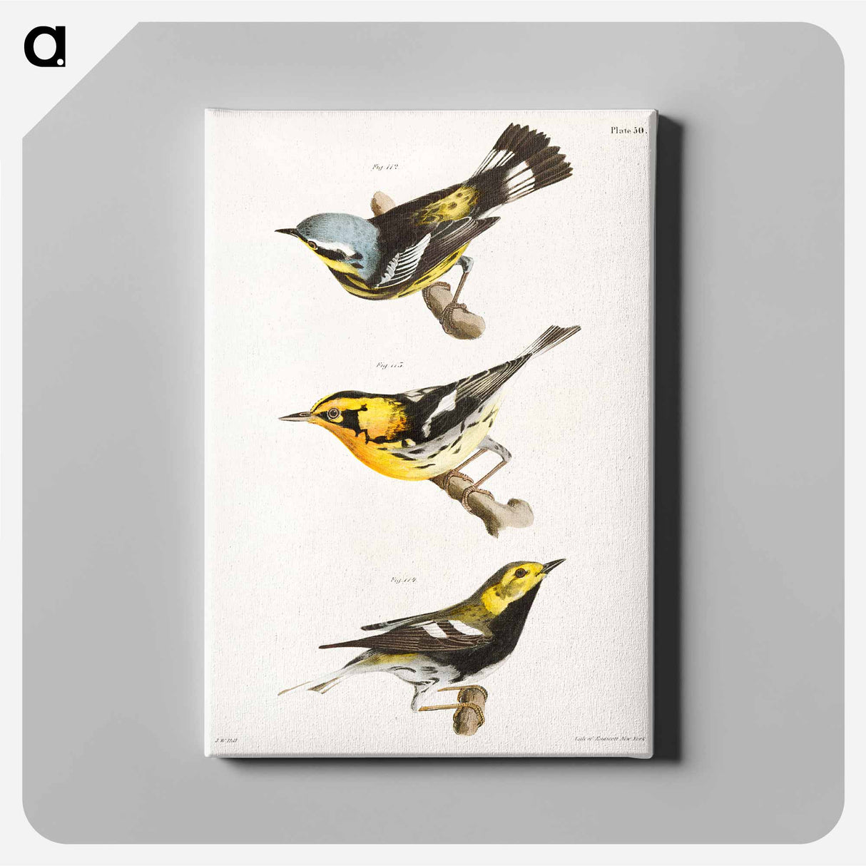 The Spotted Warbler - ニューヨークの動物学 Canvas.