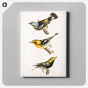 アートパネル-The Spotted Warbler - ニューヨークの動物学 Canvas.