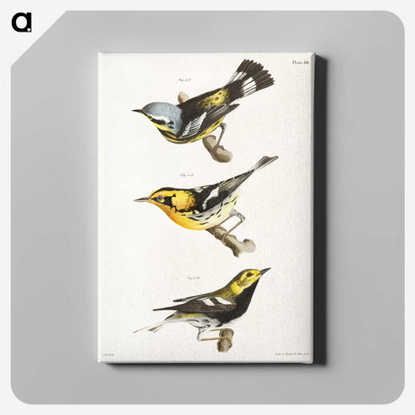 1-19_Zoology-of-New-York_canvas